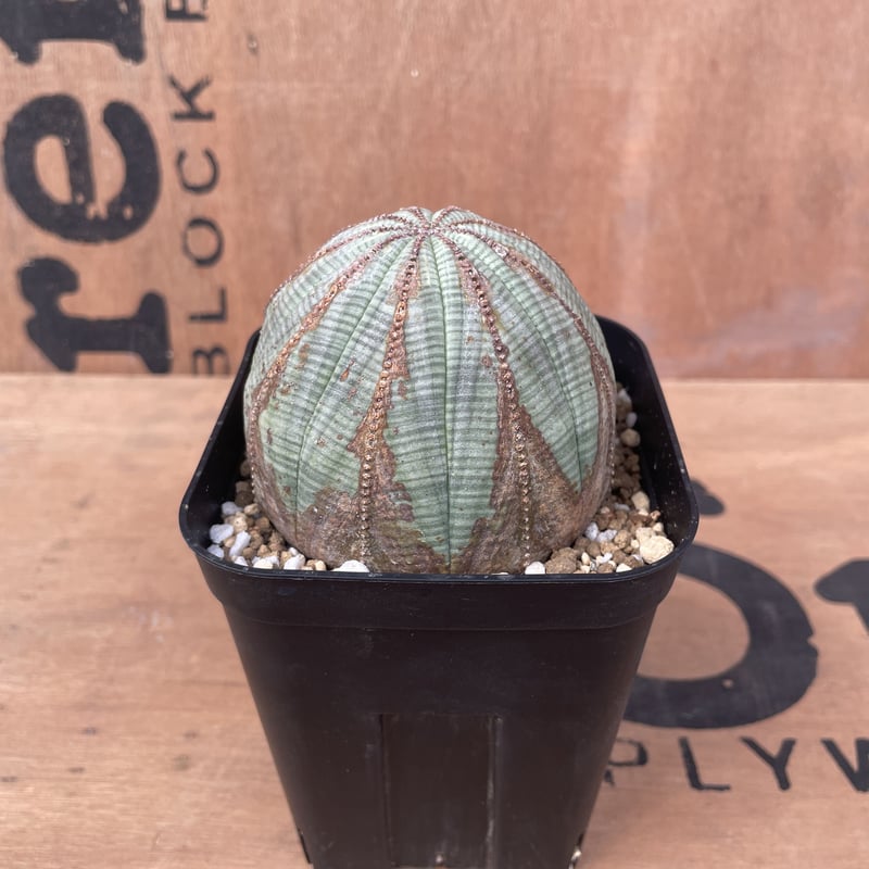 美形 4株 販売 ユーフォルビア オベサ Euphorbia obesa 選抜株 美形 4株 販売 ユーフォルビア オベサ Euphorbia obesa 選抜株
