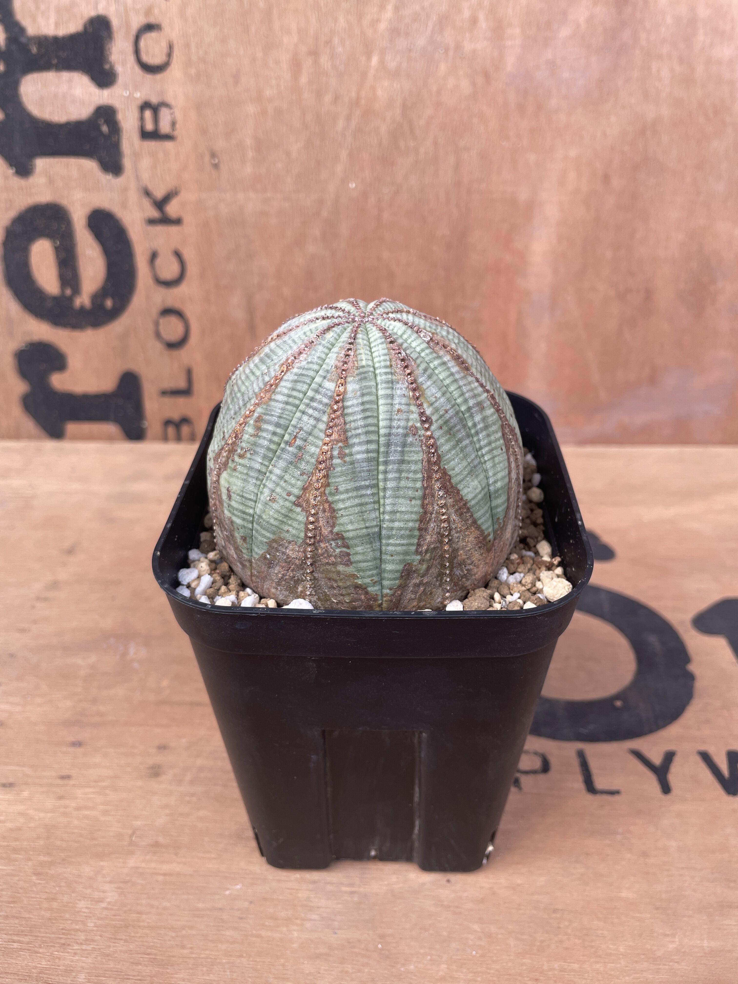 No.016 ユーフォルビア オベサ / Euphorbia Obesa 木質化 美形 美白