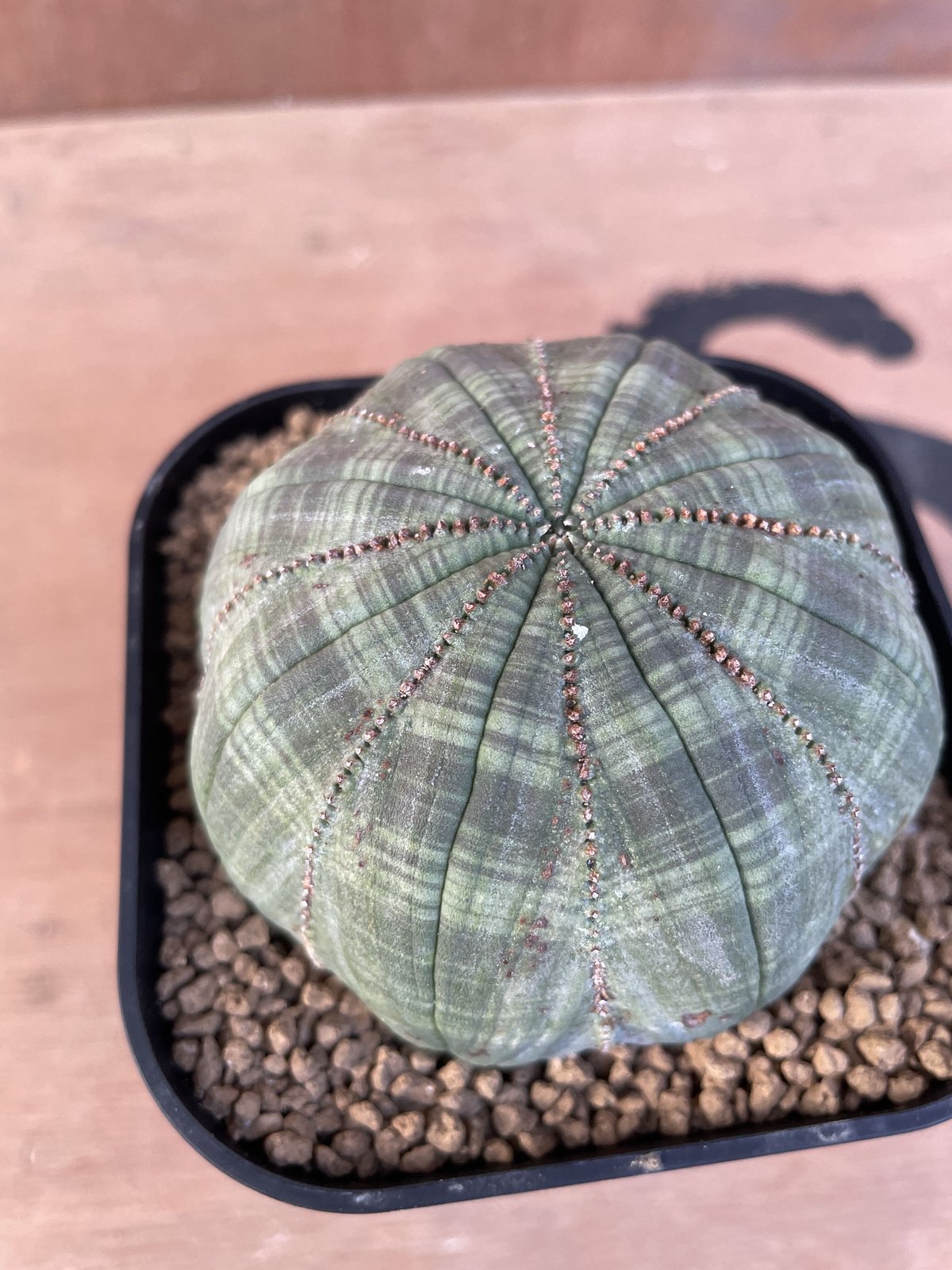 No.024 ユーフォルビア オベサ / Euphorbia Obesa 美縞 美形 中株 Φ...