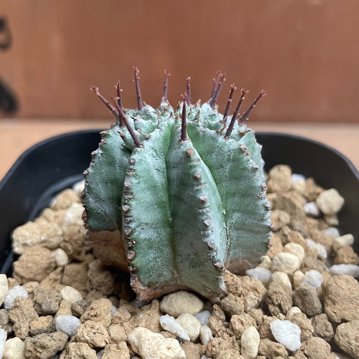 No.004 ユーフォルビア ホリダ / Euphorbia Horrida 