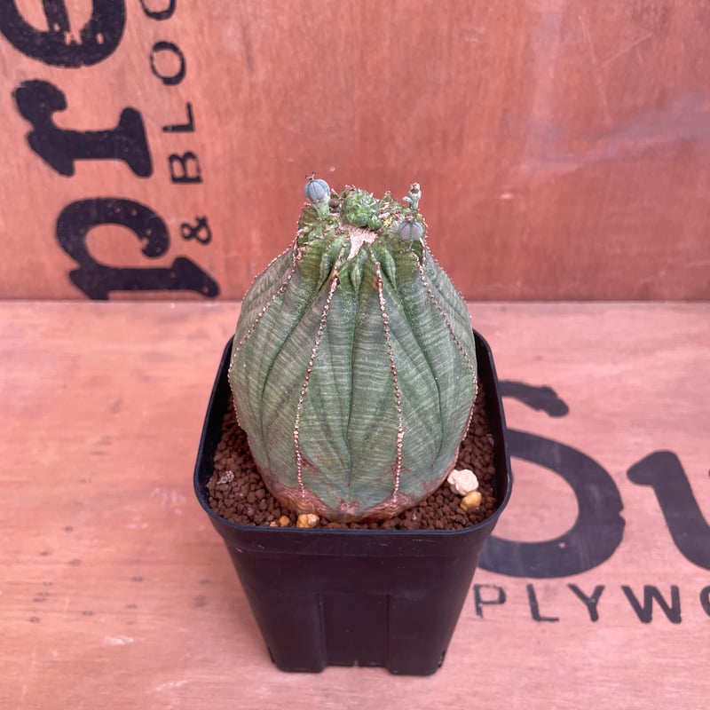 ひ*ん様 【特大・ヴィンテージ株！！！】ユーフォルビア・オベサ① No.035 ユーフォルビア オベサ / Euphorbia Obesa 大株 Φ7 x H9