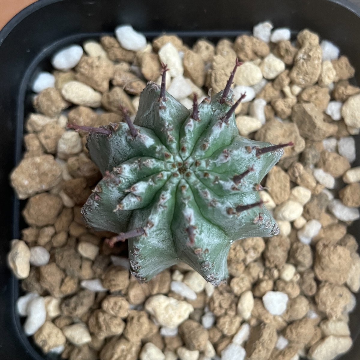 No.004 ユーフォルビア ホリダ / Euphorbia Horrida 