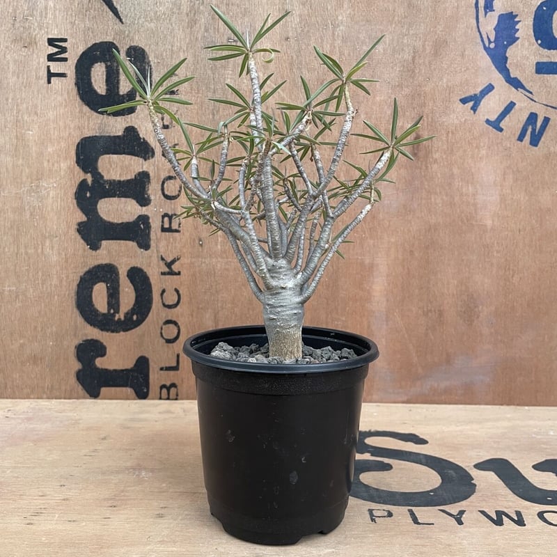 バルサミフェラ　1点のみ　超良型　激レア　ユーフォルビア 極上品 No.001 ユーフォルビア バルサミフェラ / Euphorbia Balsamifera