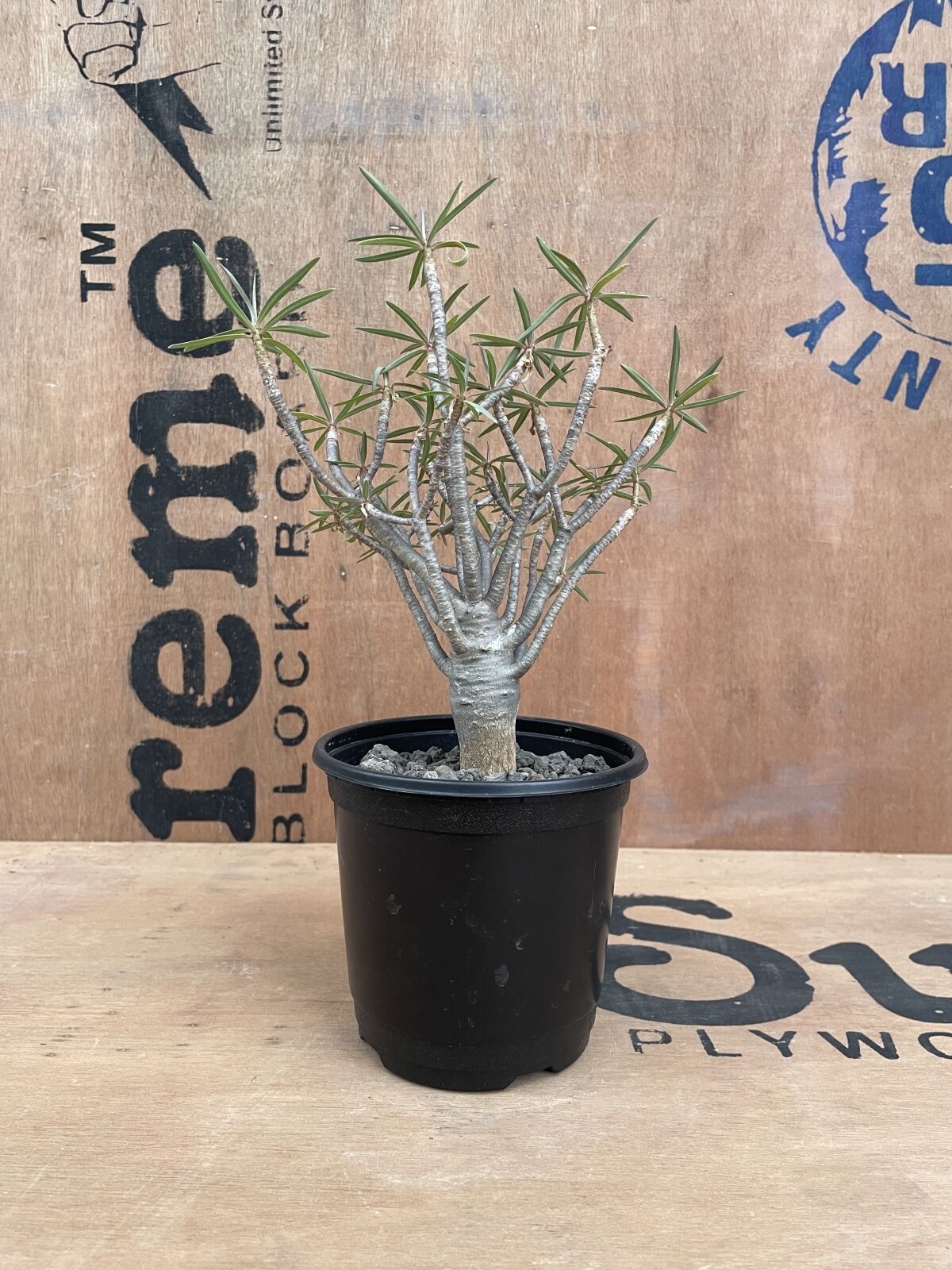 大株　ユーフォルビア バルサミフェラ ユーフォルビア バルサミフェラ Euphorbia balsamifera