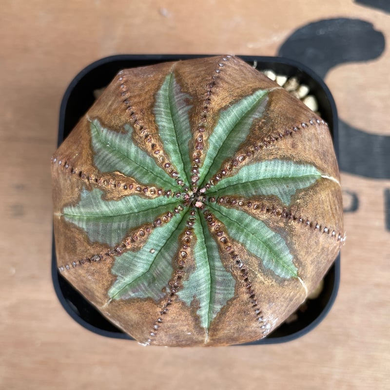 オベサ木質化 鉢3.5号 ユーフォルビア オベサ | LIGHTHOUSE.PLANTS