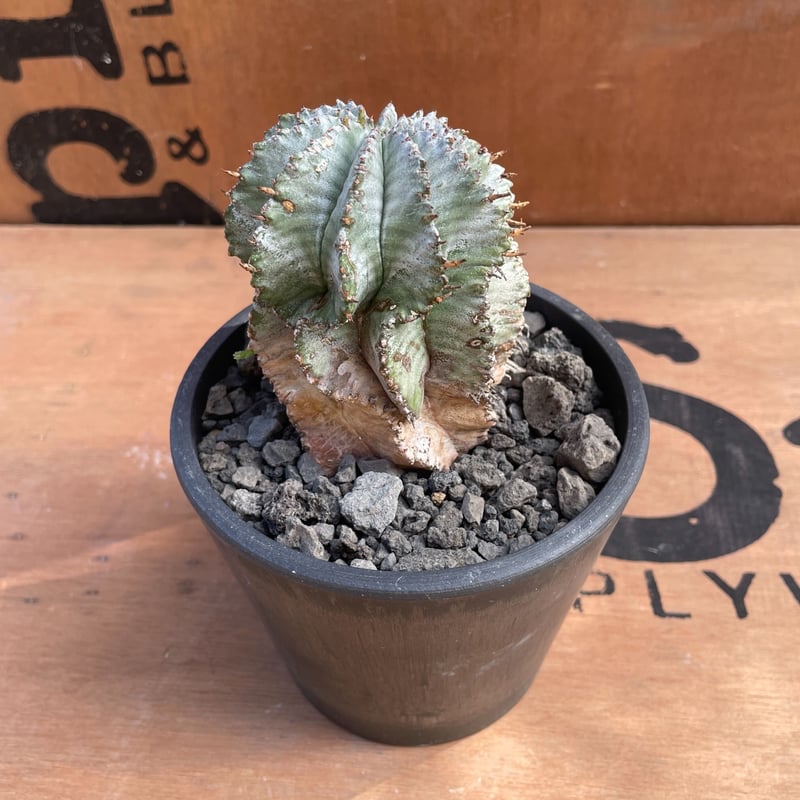 No.018 ユーフォルビア ホリダ / Euphorbia Horrida No.018 ユーフォルビア ホリダ / Euphorbia Horrida
