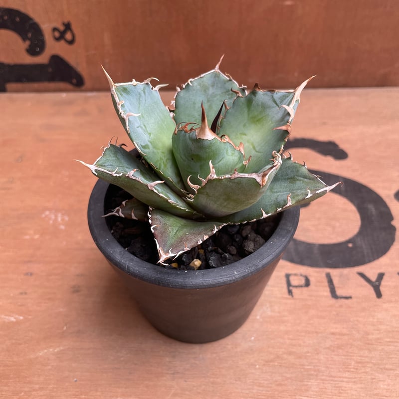 No.002 アガベ チタノタ “白鯨” / Agave Titanota White Wha