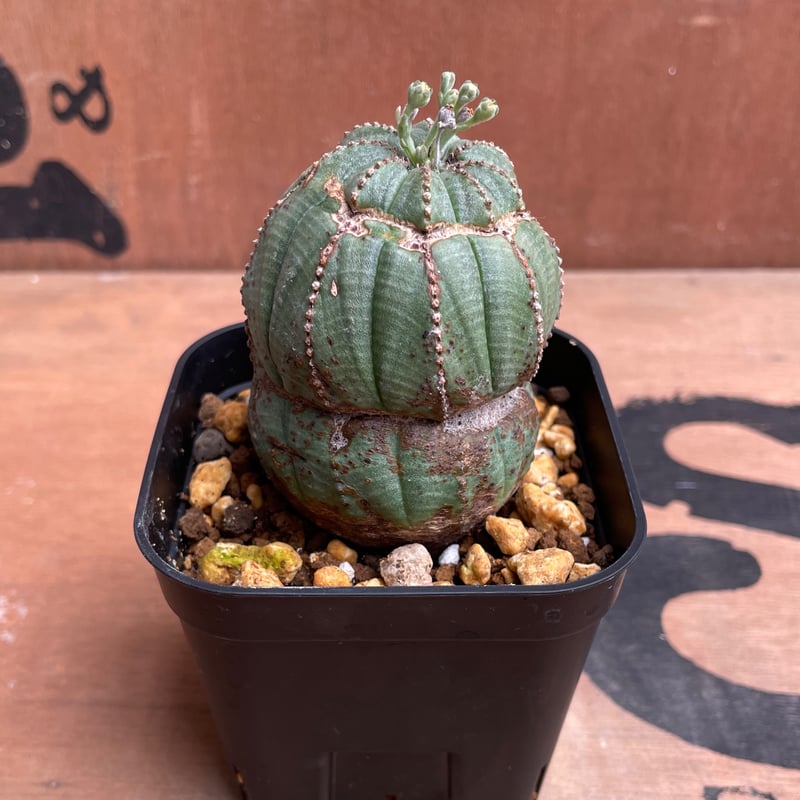 超希少 綴化 ユーフォルビア オベサ Euphorbia obesa 良形 選抜 ユーフォルビア オベサ 綴化 希少