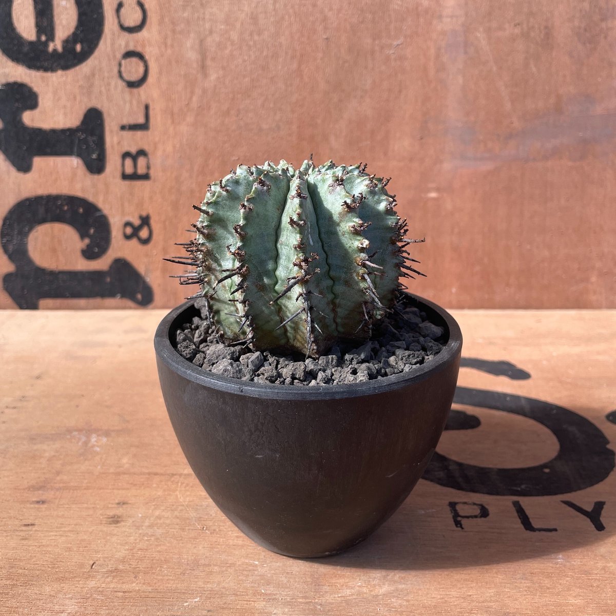 No.019 ユーフォルビア ホリダ / Euphorbia Horrida 