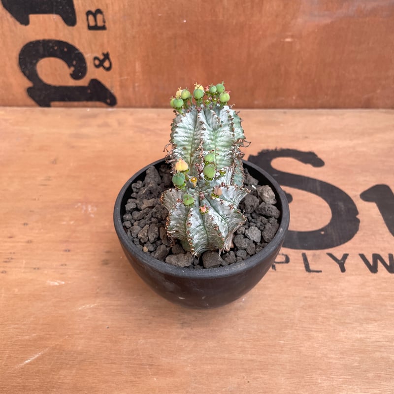 No.008 ユーフォルビア ホリダ / Euphorbia Horrida No.008 ユーフォルビア ホリダ / Euphorbia Horrida