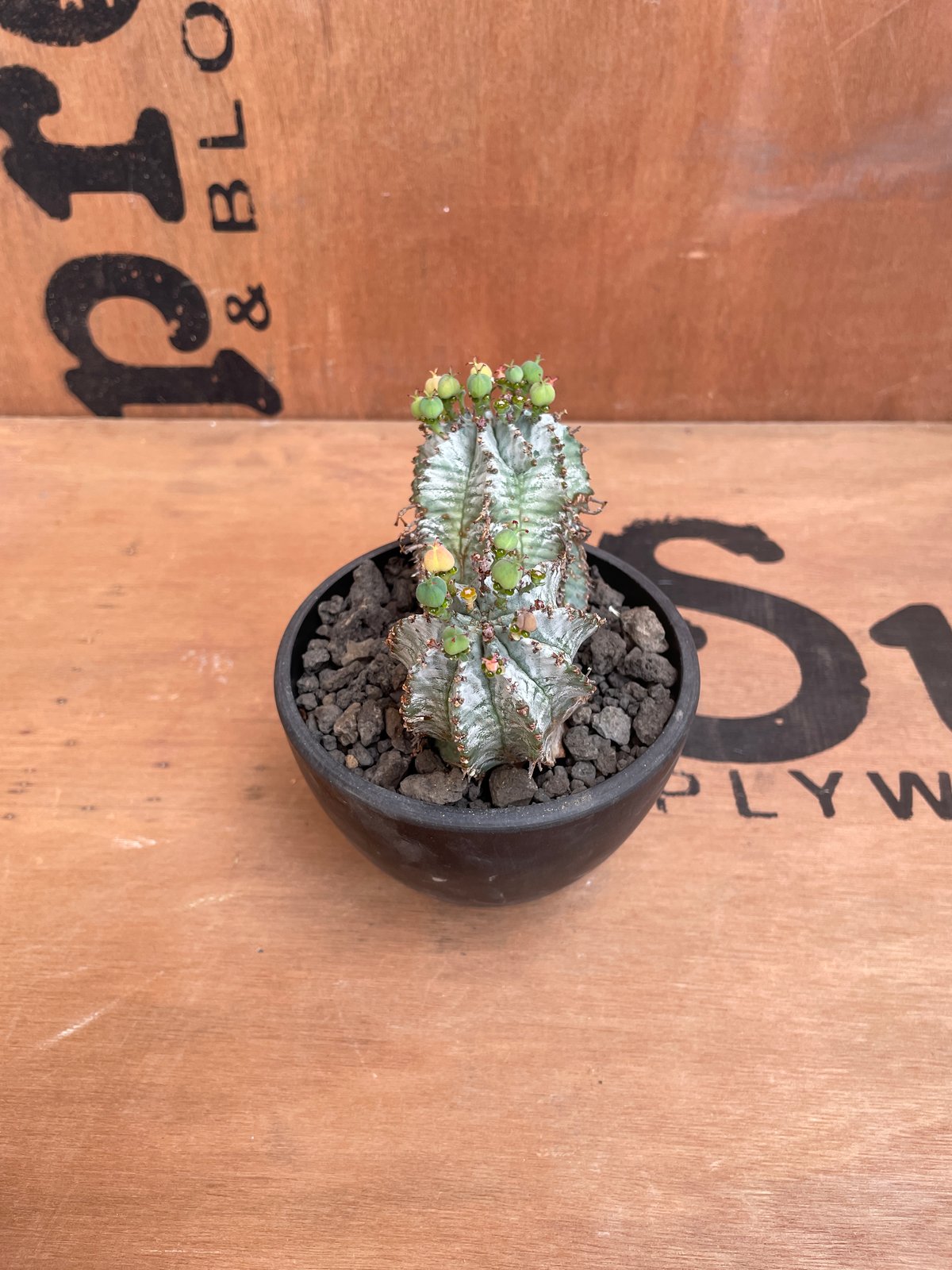 ☆極上品☆ 白衣ホリダ　ゼブラホリダ　伝市鉢　オベサ　ユーフォルビア　幅10cm 2025年最新】ゼブラホリダの人気アイテム - メルカリ