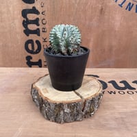 WILD WOOD BASE / ワイルドウッドベース　Φ18 x 6 cm ナラ材