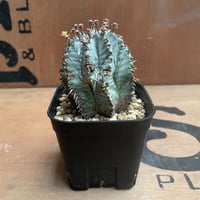 No.012 ユーフォルビア ホリダ / Euphorbia Horrida "白衣ホリダ" 子株