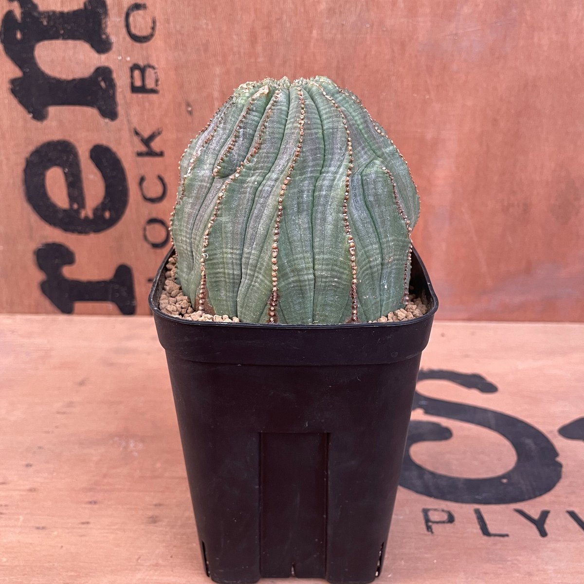 美形 巨大 2株 販売 ユーフォルビア オベサ Euphorbia obesa スペイン産】9稜！8cm超えの大株！木質化 Euphorbia Obesa