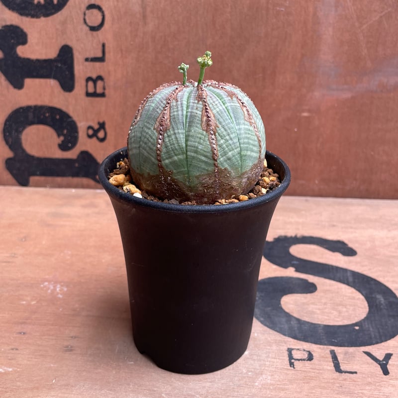 No.040 ユーフォルビア オベサ / Euphorbia Obesa 美株 Φ7.3 x