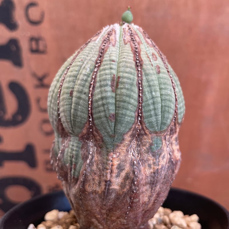 幅70mmユーフォルビア　オベサ　スター木質化　ヴィンテージ 幅70mmユーフォルビア オベサ スター木質化 ヴィンテージ - メルカリ