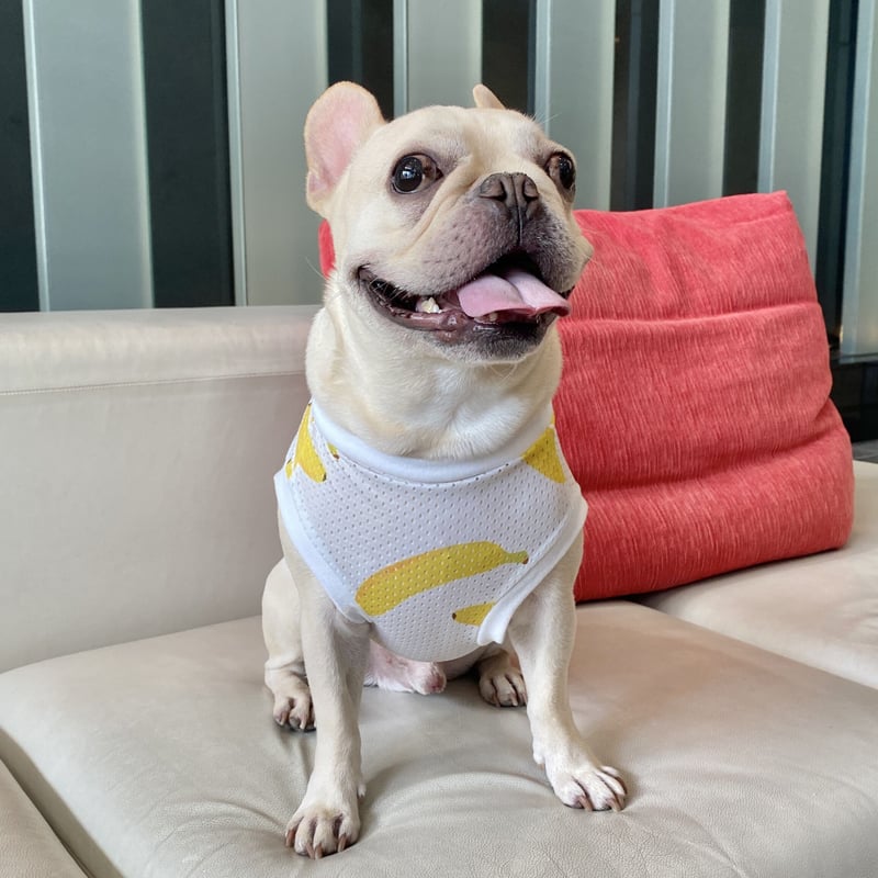 オールメッシュタンクトップ＊バナナ柄＊ | 犬服BUTTER