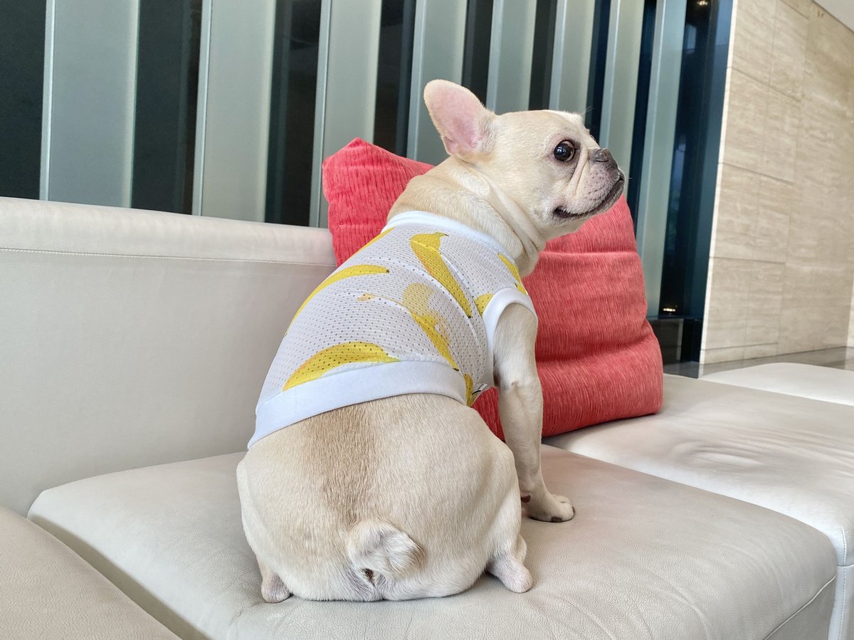 犬服 クールクロス バナナ柄×ボーダータンクトップ DS 犬服 クールクロス バナナ柄×ボーダータンクトップ DS 楽天市場