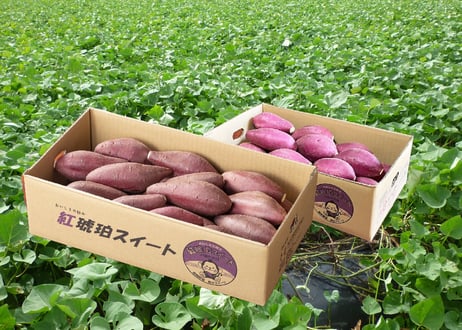 SATSUMAIMO of the year2023-2024受賞　紅琥珀スイート® 3kg箱入