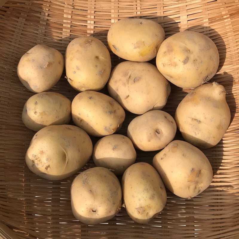 自然栽培】じゃがいも10kg☆ほくっと柔らか♪ | 自然栽培まんまファーム