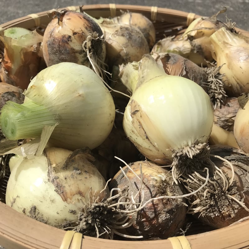 自然栽培】肥料農薬を使わずに育てた新玉ねぎ1.5kg | 自然栽培まんま