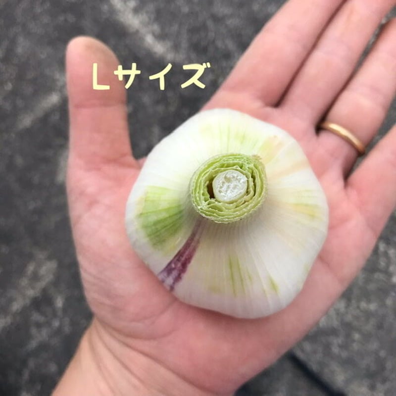 自然栽培》にんにく500g | 自然栽培まんまファーム