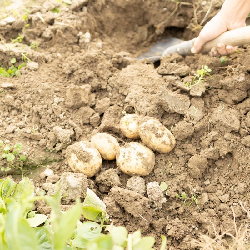 自然栽培 じゃがいも(さやか)(10kg)★究極の自然農法★無肥料・無農薬★ 自然栽培】じゃがいも10kg☆ほくっと柔らか♪ | 自然栽培まんまファーム