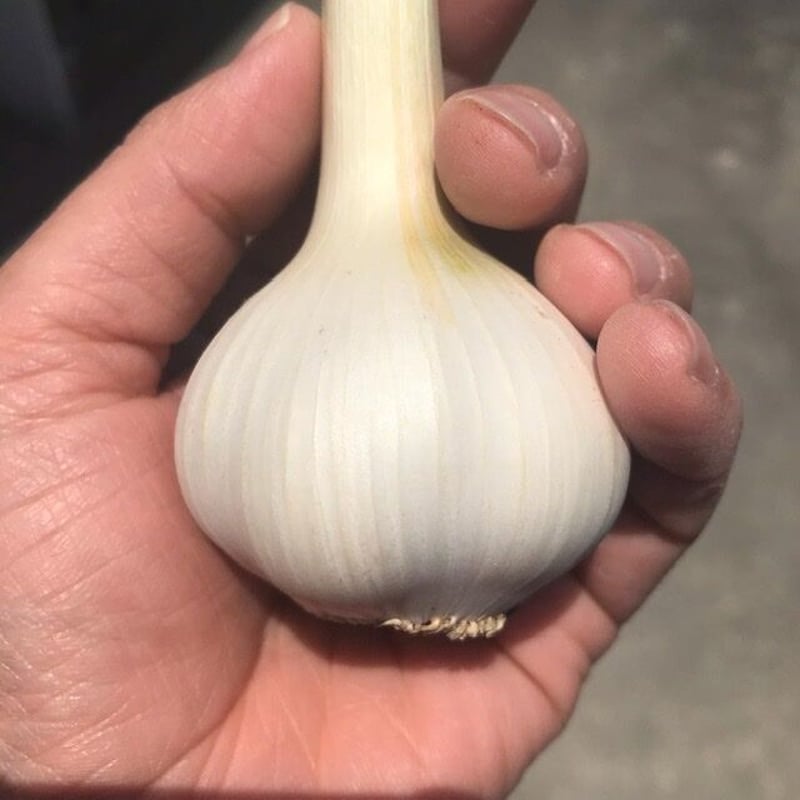 ニンニク無農薬５キロ 自然栽培》2025年度産にんにく5kg | 自然栽培まんまファーム
