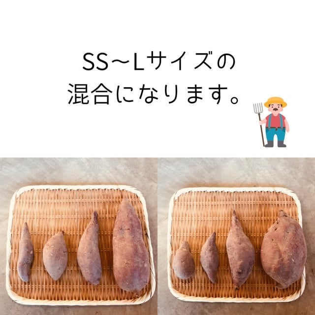 自然栽培】1.5kgさつま芋シルクスイート | 自然栽培まんまファーム 自然栽培】1.5kgさつま芋シルクスイート | 自然栽培まんまファーム