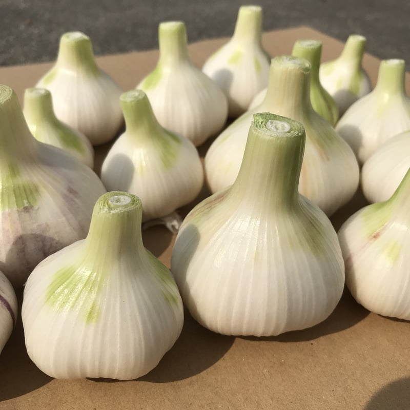 自然栽培》にんにく500g | 自然栽培まんまファーム