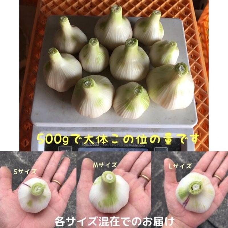 ニンニク無農薬５キロ 自然栽培》2025年度産にんにく5kg | 自然栽培まんまファーム