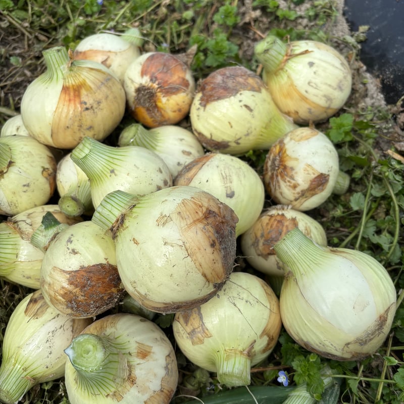 自然栽培】肥料農薬を使わずに育てた新玉ねぎ1.5kg | 自然栽培まんま