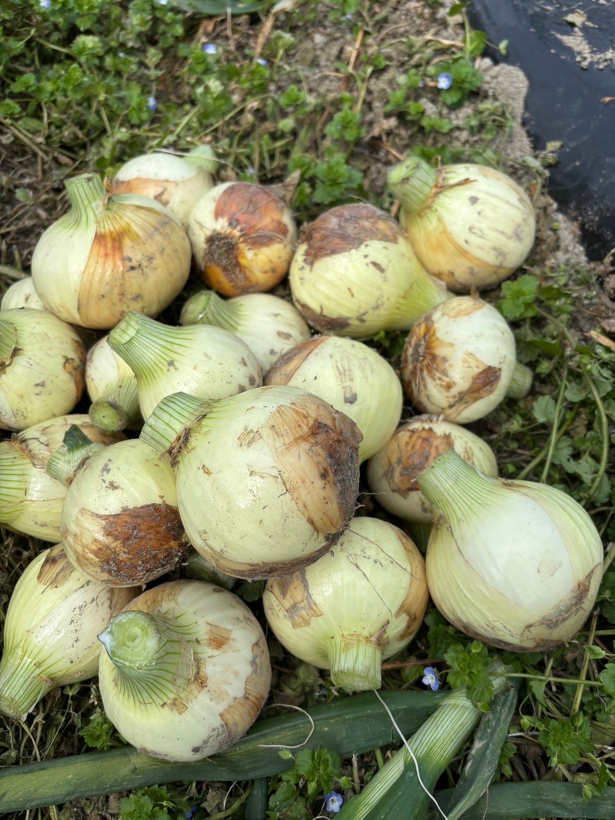自然栽培】肥料農薬を使わずに育てた新玉ねぎ1.5kg | 自然栽培まんま