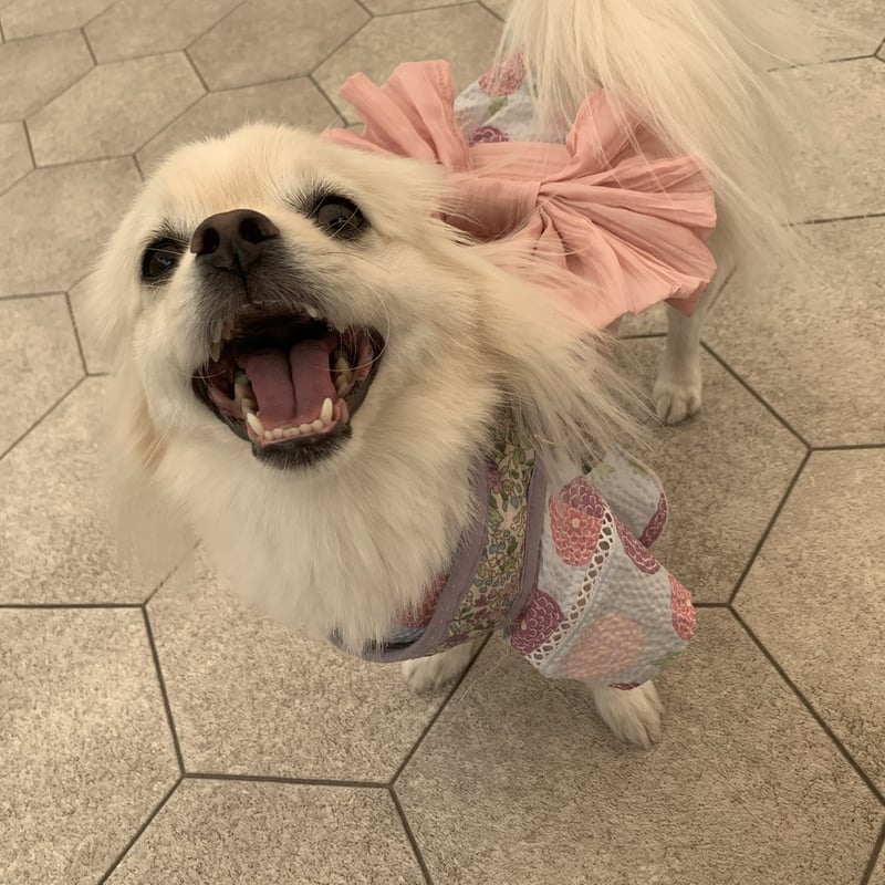 大型犬甚平浴衣 5L 〜 8L 朝顔 白 | Teddy.Alex_Dog wear