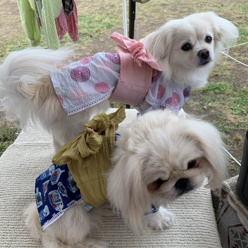 大型犬甚平浴衣 5L 〜 8L 朝顔 白 | Teddy.Alex_Dog wear