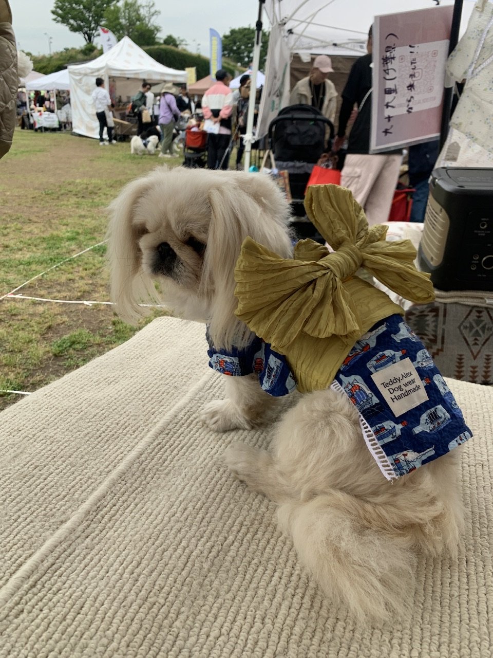 大型犬甚平浴衣 5L 〜 8L ボトルシップネイビー | Teddy.Alex_Dog wear