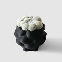 monyo pot