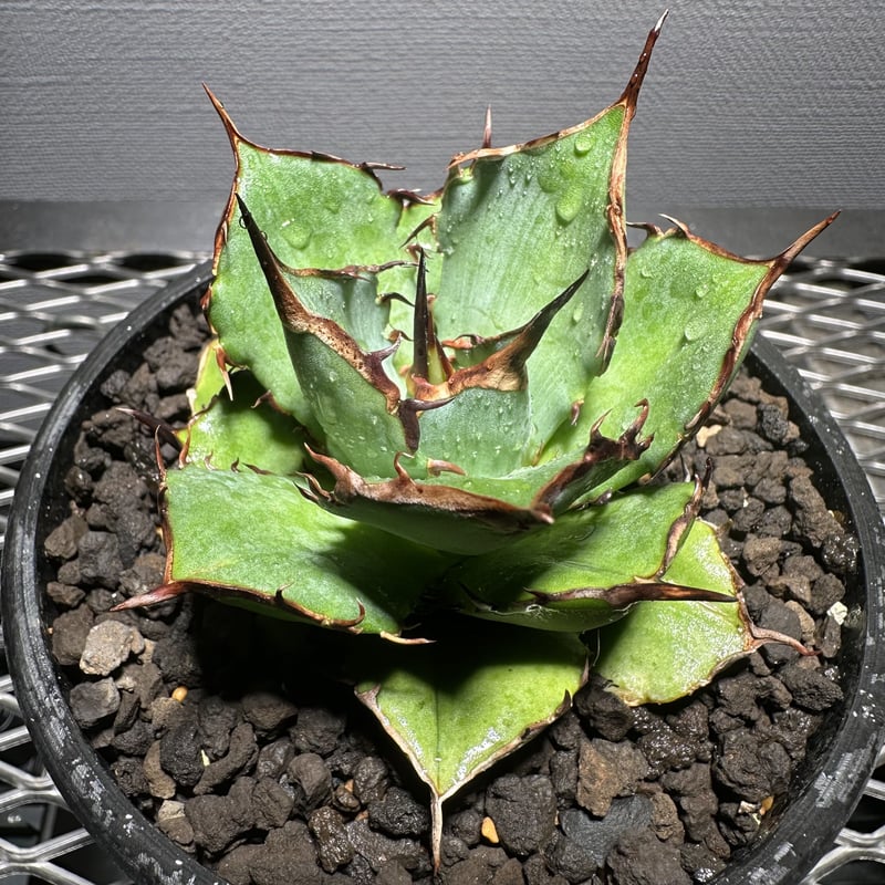 Agave  titanota  'Hades' 恐竜牙歯  黒帝斯