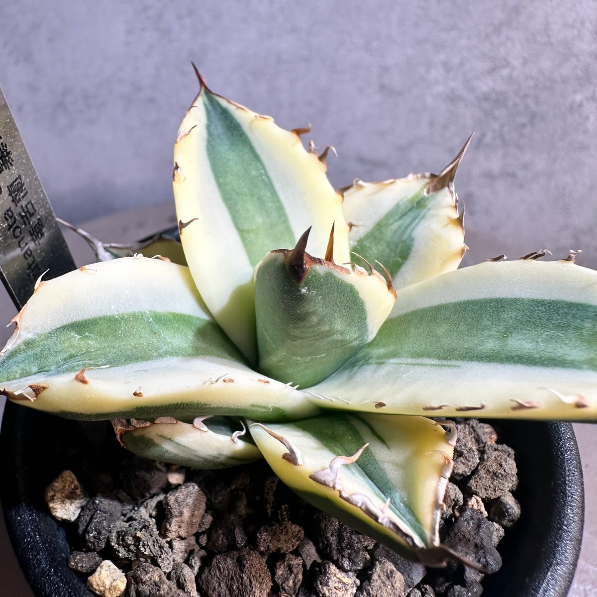 アガベ スナグルトゥース 大株 アガベ チタノタ スナグルトゥース