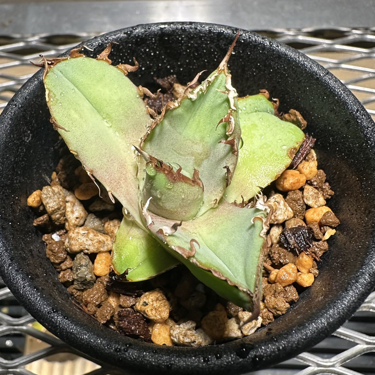 Agave 螃蟹 アガベ カニ 発根済み