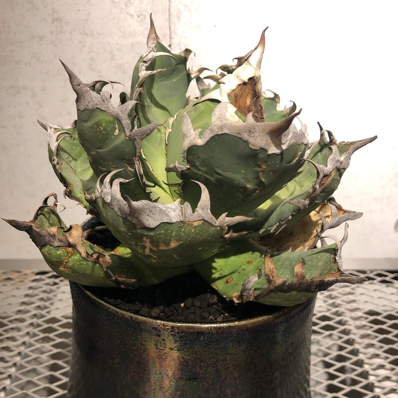 オアハカ　オテロイ　oaxaca oteroi 大株 超鋸歯 特大 アガベ オアハカ オテロイ 🌿 Agave oteroi Oaxaca（Line-03