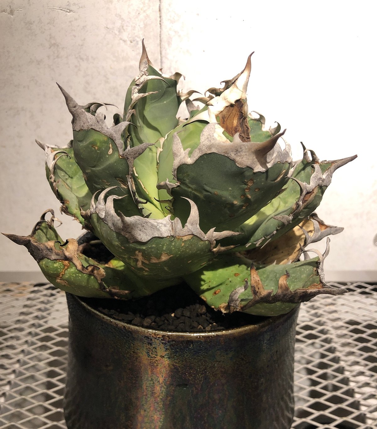 アガベ　オテロイ　王蟲　(オアハカ採取の種からの実生) 子株 アガベ オテロイ 王蟲 (オアハカ採取の種からの実生) 子株