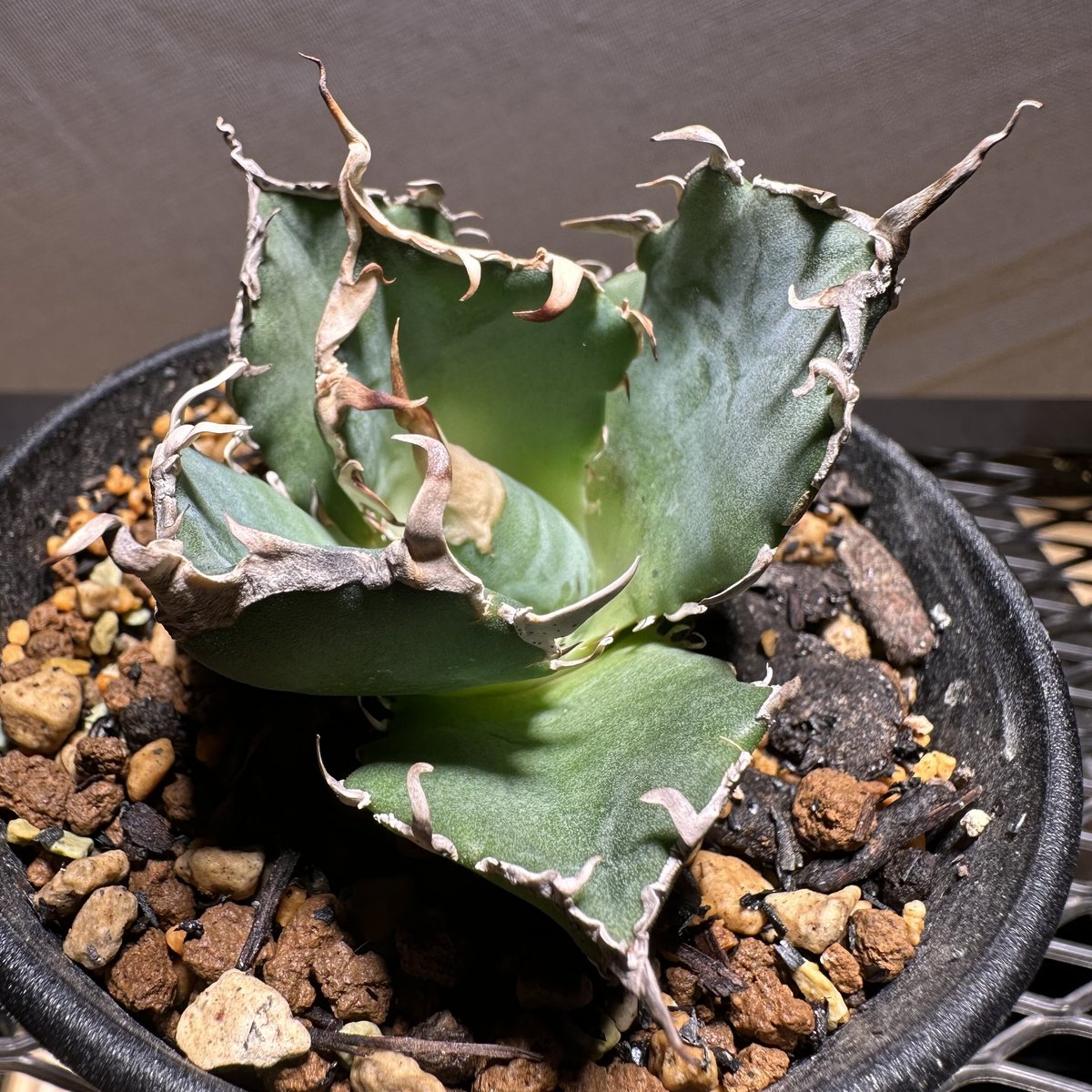 agave titanota 白鯨　鉢ごと