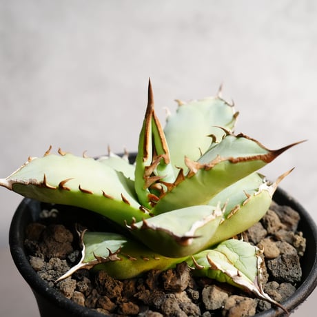 ◆アガベ！鳳凰！◆ アガベ チタノタ 鳳凰