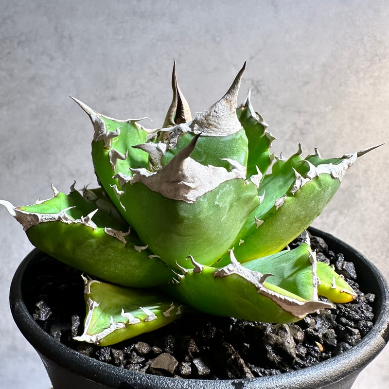 高騰品種】強棘白火焔 × 特白ホワイトアイス hyb 特選 アガベチタノタ