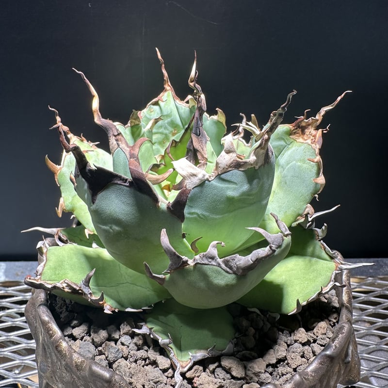 Agave titanota Hades 恐竜牙歯 アガベ チタノタ ハデス