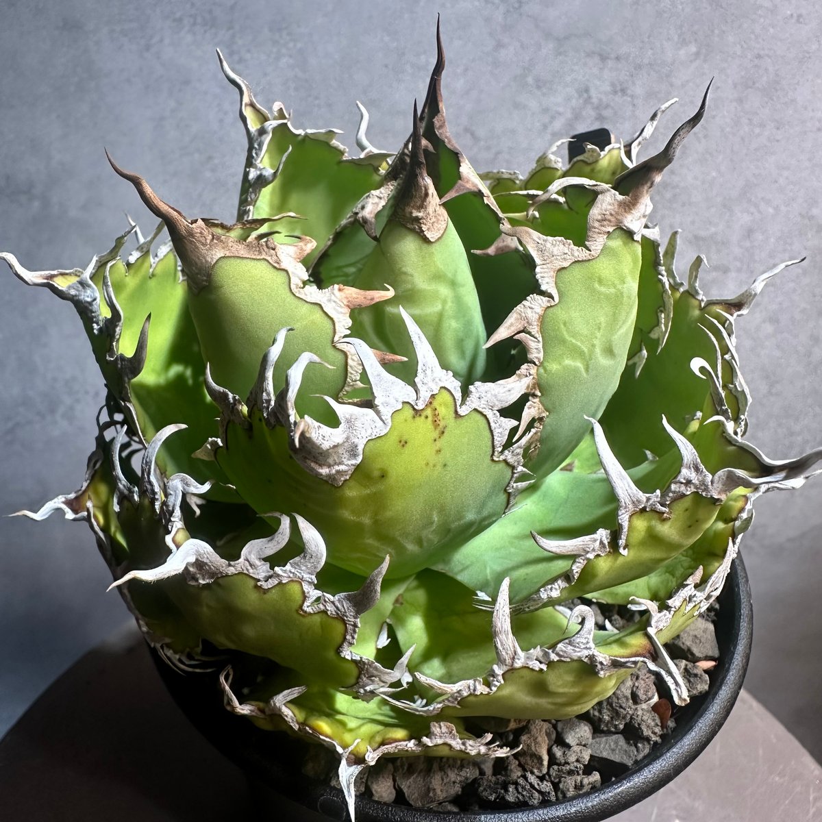 アガベ チタノタ フィリグリー 圓葉拇指レース 極上 5株