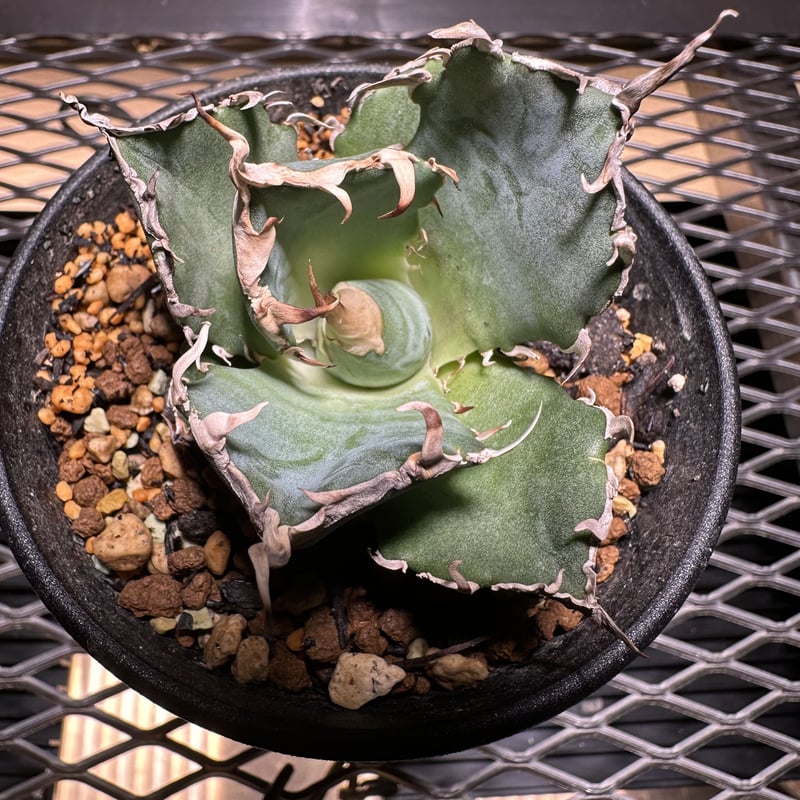 agave titanota 白鯨　鉢ごと