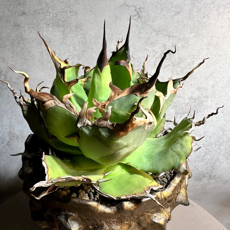 アガベ チタノタ ビースト 子株 | Agave titanota Beast（アガベ