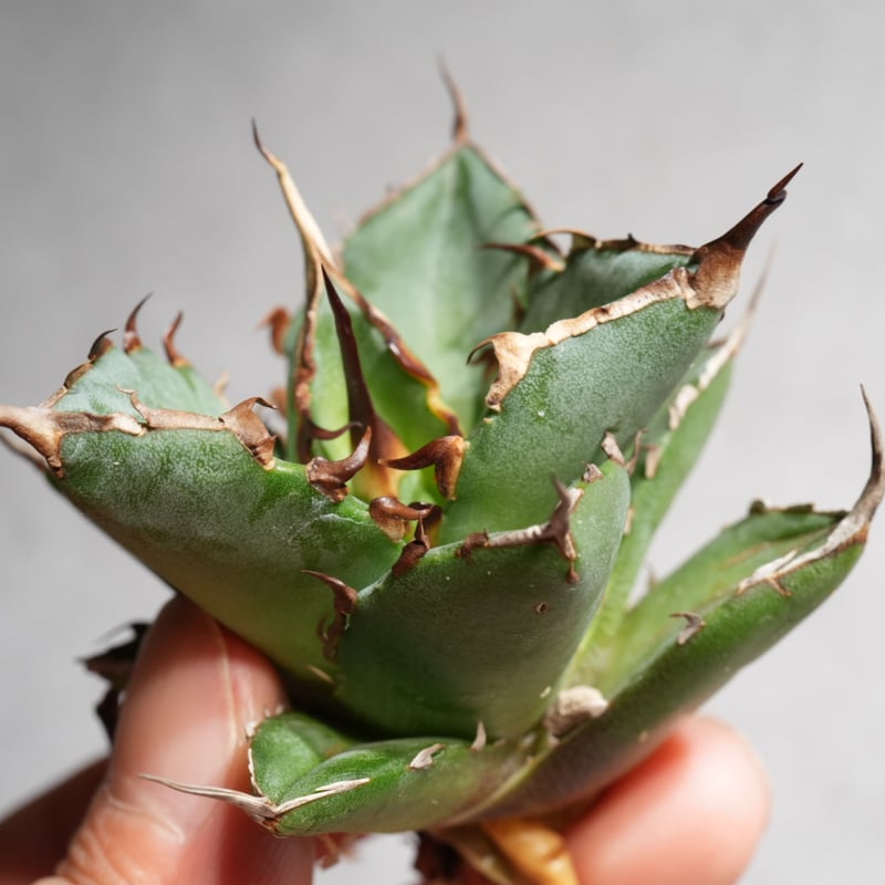 アガベ チタノタ ハデス 恐竜牙歯 黒帝斯 親株 5号鉢 陽炎 アガベ チタノタ